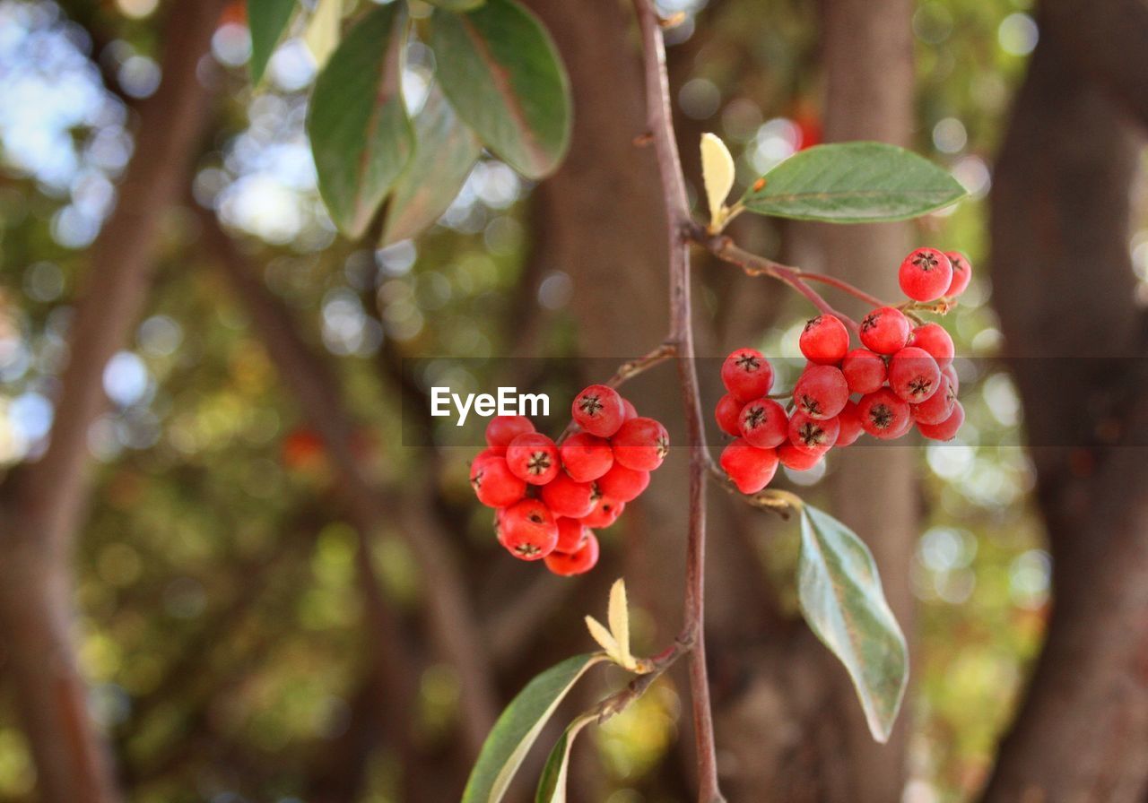 Close-up of red berries on tree