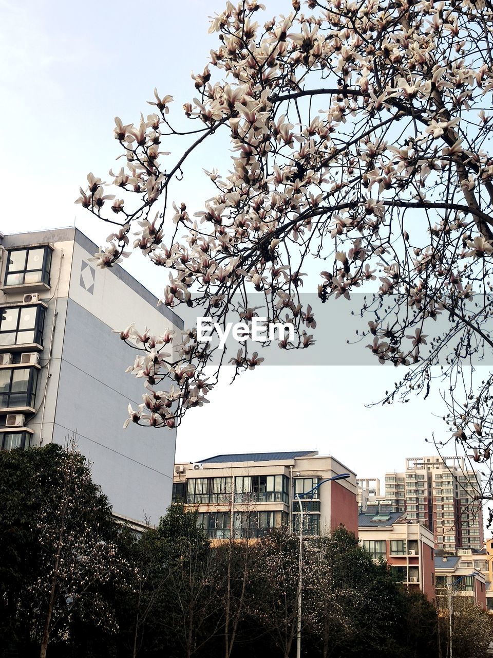 LOW ANGLE VIEW OF CHERRY BLOSSOM TREE AGAINST BUILDINGS