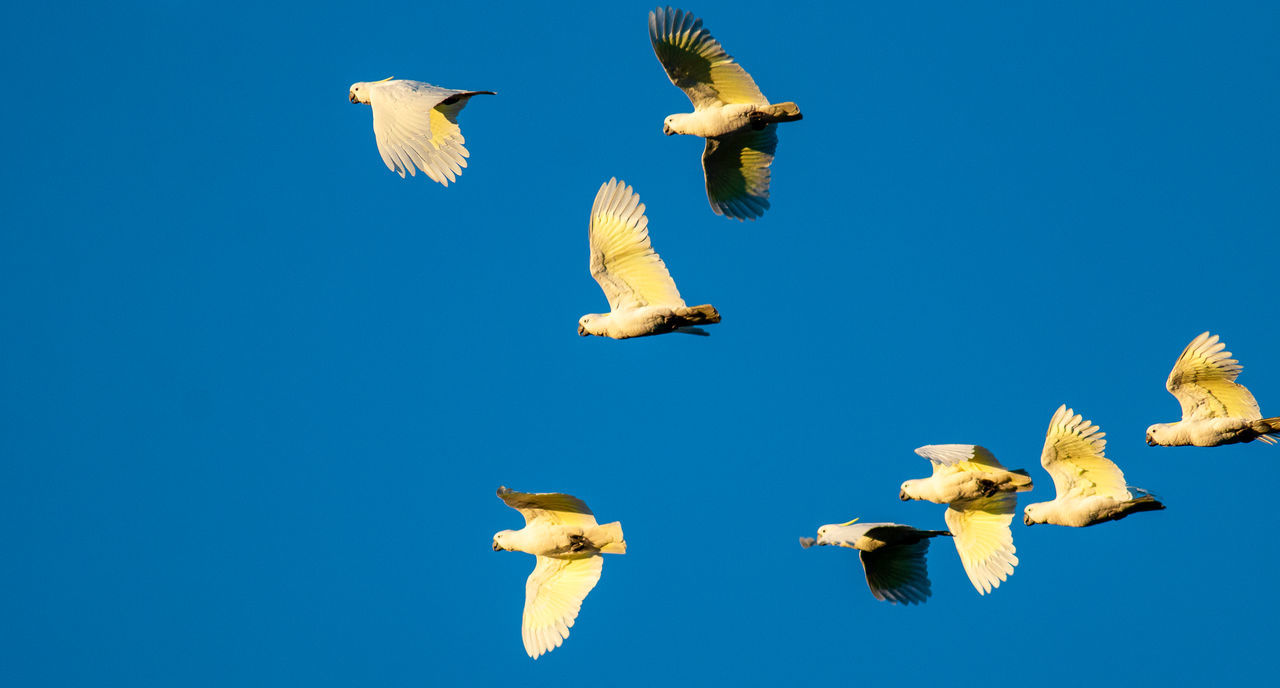 Flock of sulphur crest cockatoos
