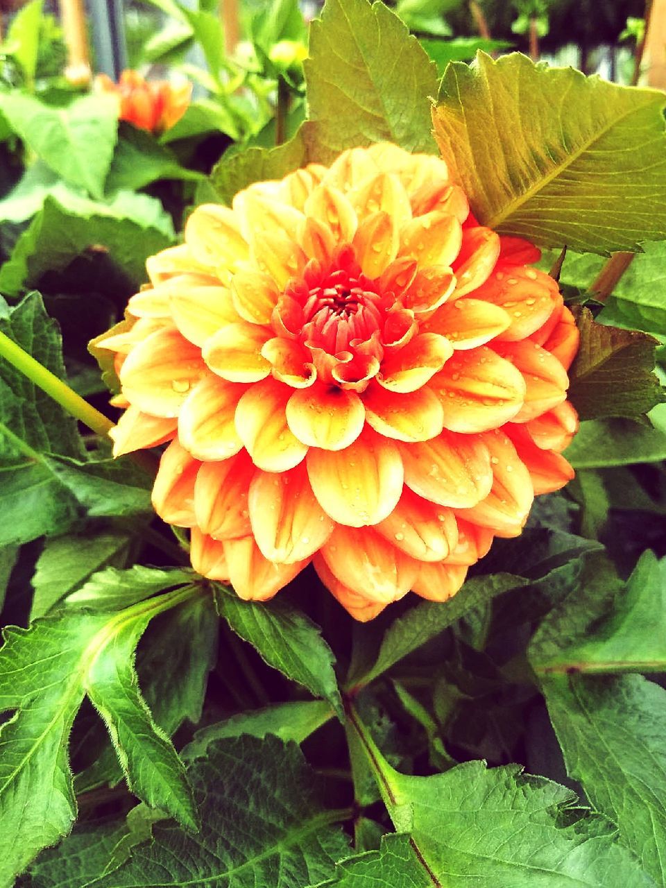 CLOSE-UP OF ORANGE GERBERA BLOOMING OUTDOORS