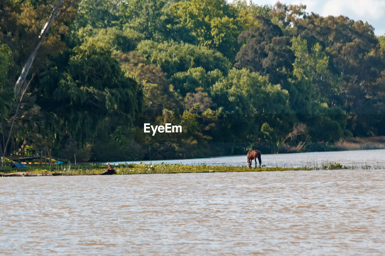 rear view of man standing in sea