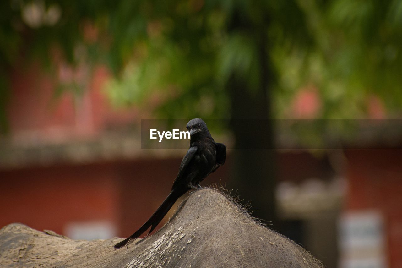 Bird perching on a roof