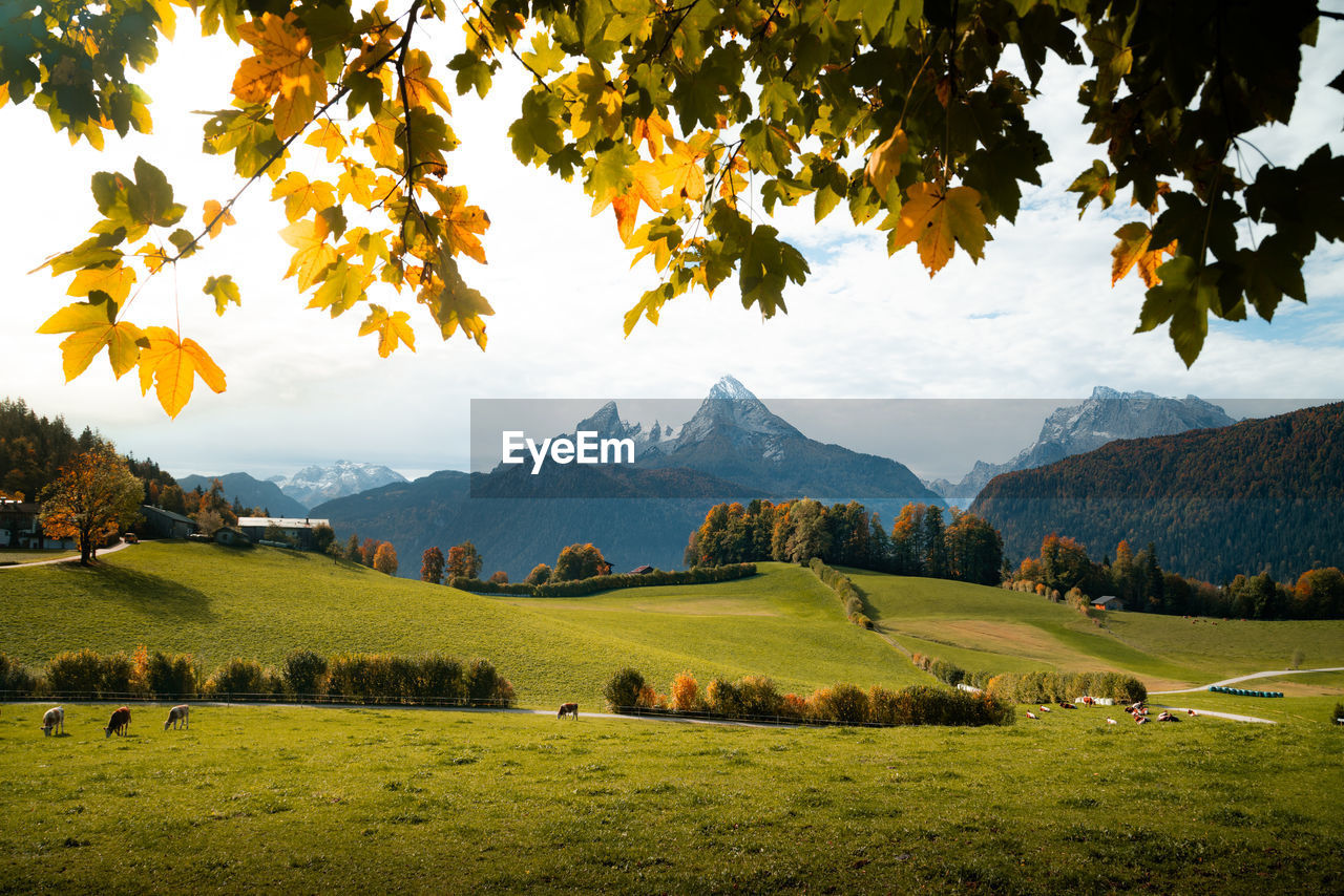 Scenic view of trees on field against sky