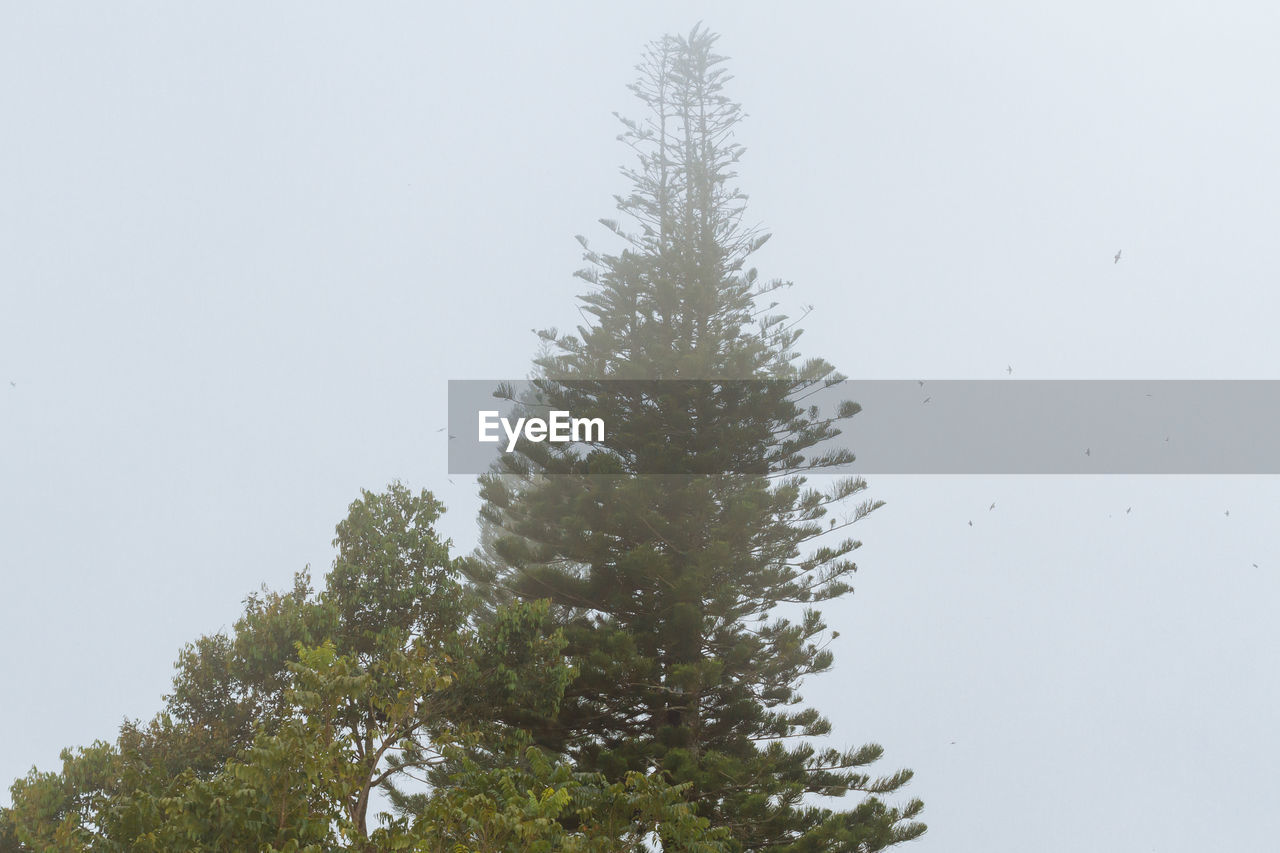 LOW ANGLE VIEW OF TREE AGAINST SKY