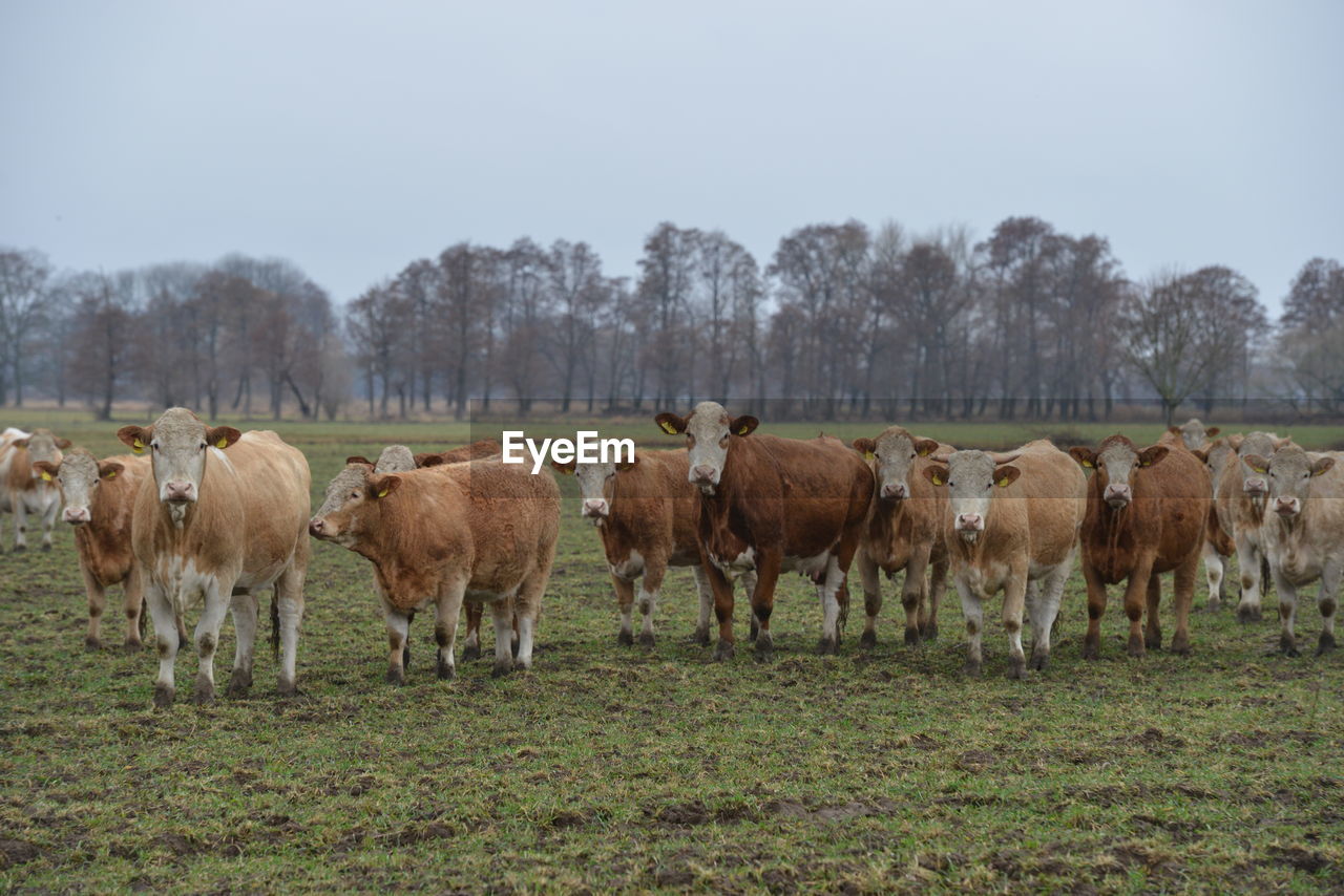 COWS STANDING IN FIELD