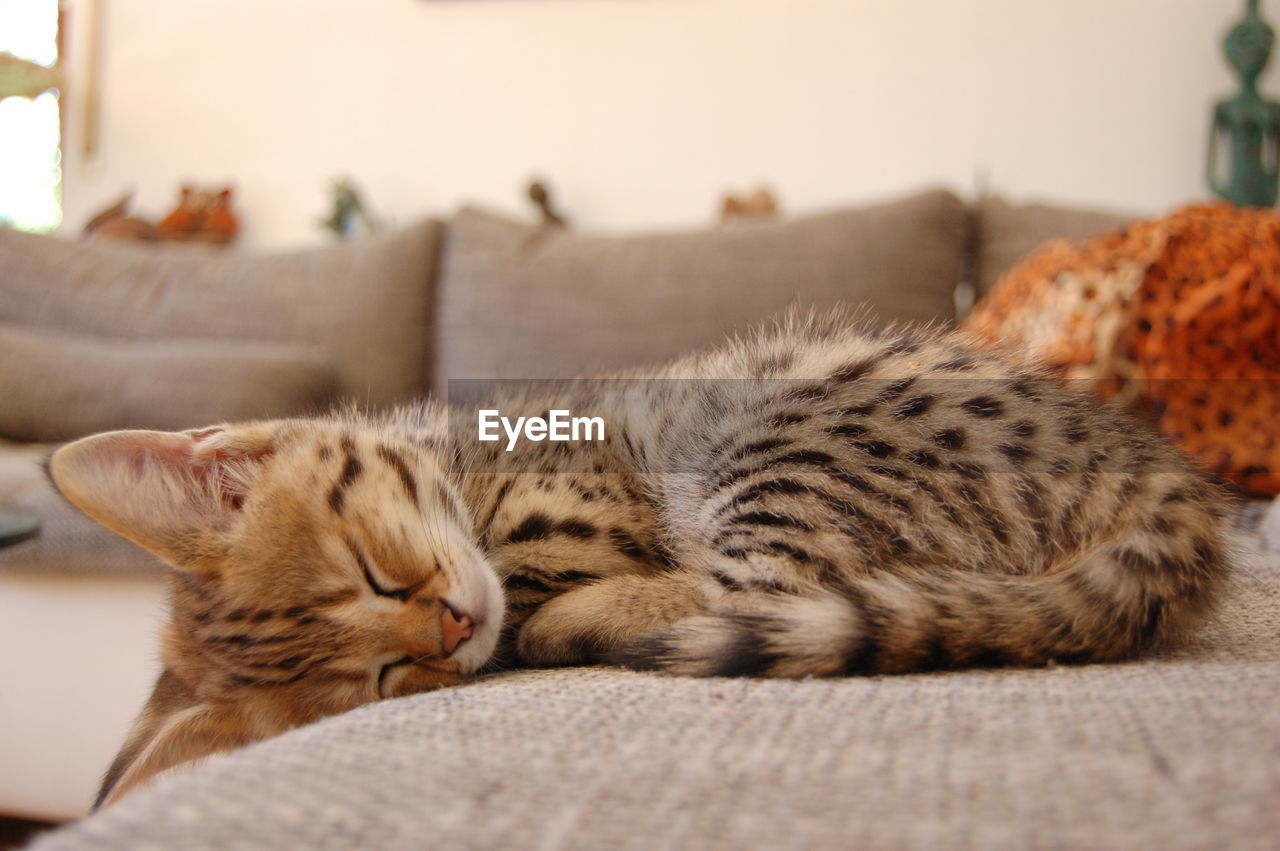 F1 savannah cat sleeping on sofa