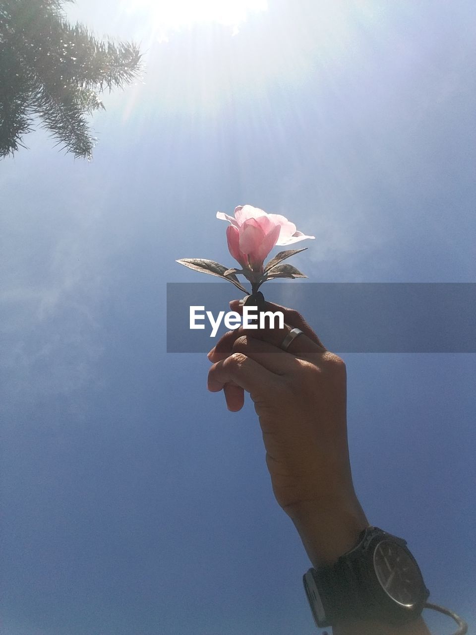 My hand and my flower