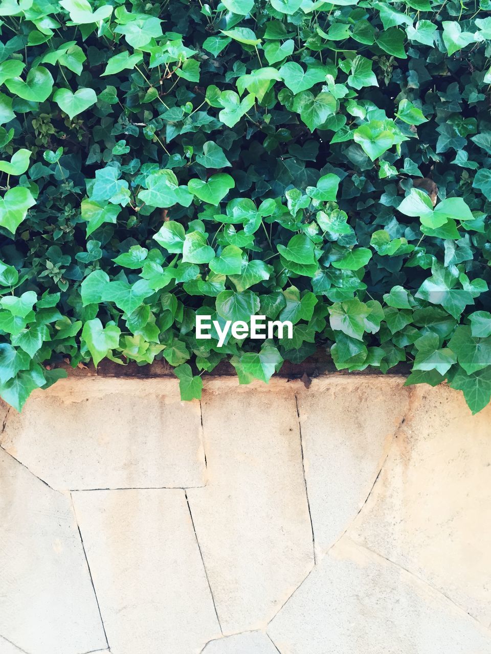 Plant with green leaves on wall