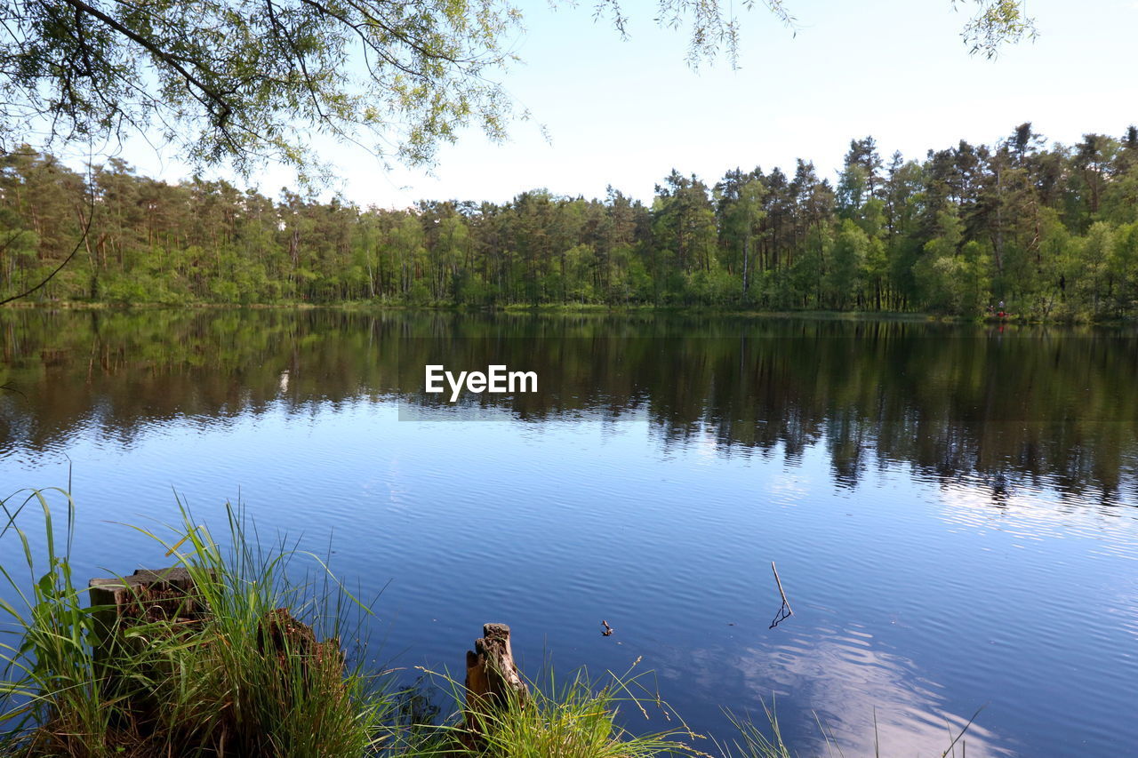 SCENIC VIEW OF LAKE AGAINST TREES