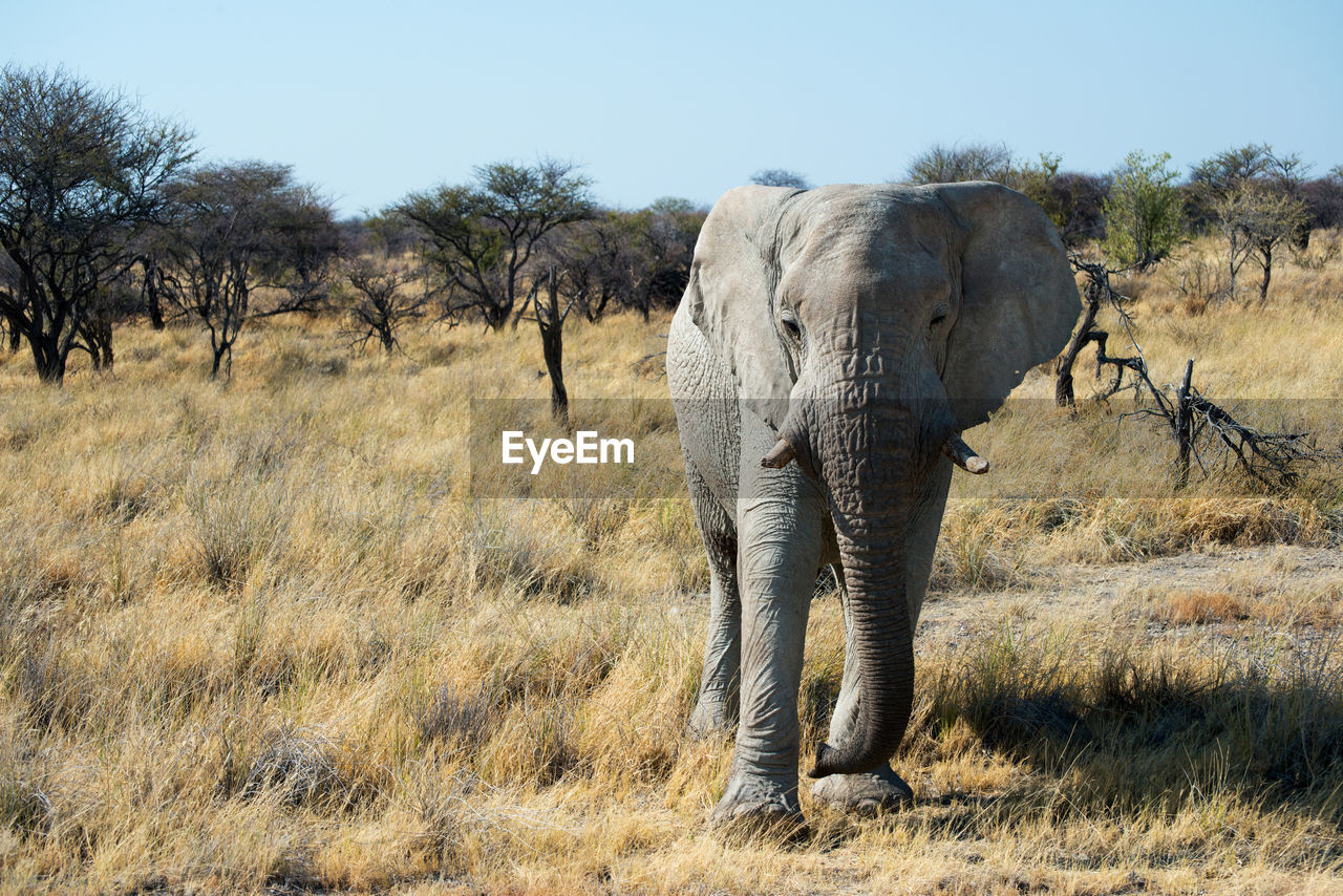 Beautiful african landscape with an elephant looking to the camera. cut tusk.namibia, africa