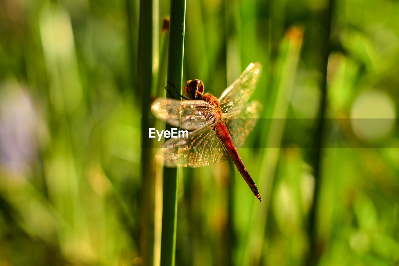 Close-up of winged insect on stem