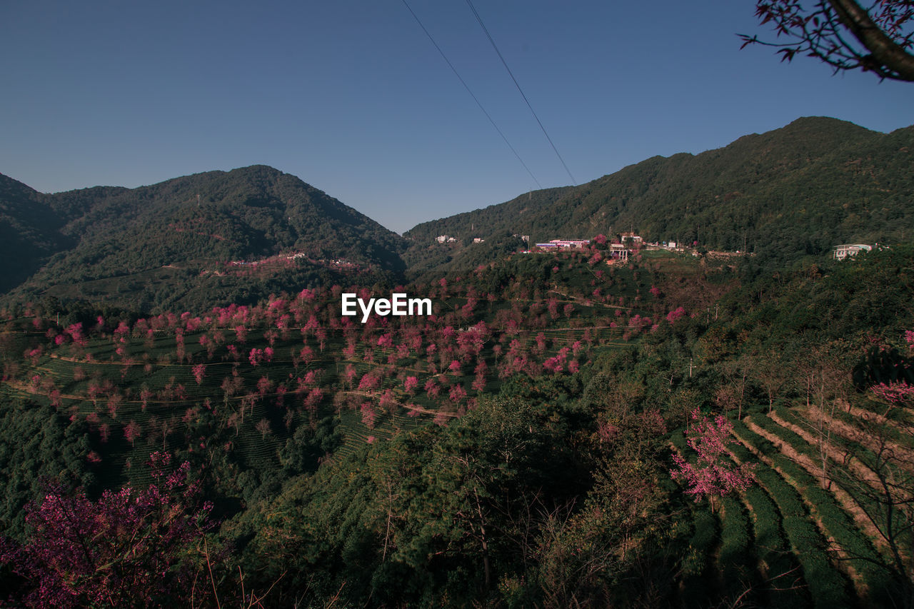 PLANTS GROWING ON FIELD AGAINST MOUNTAINS