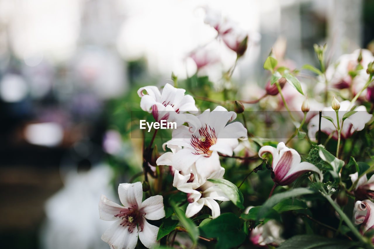 Close-up of pink cherry blossoms