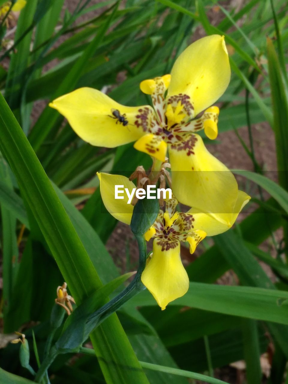 CLOSE-UP OF YELLOW DAY