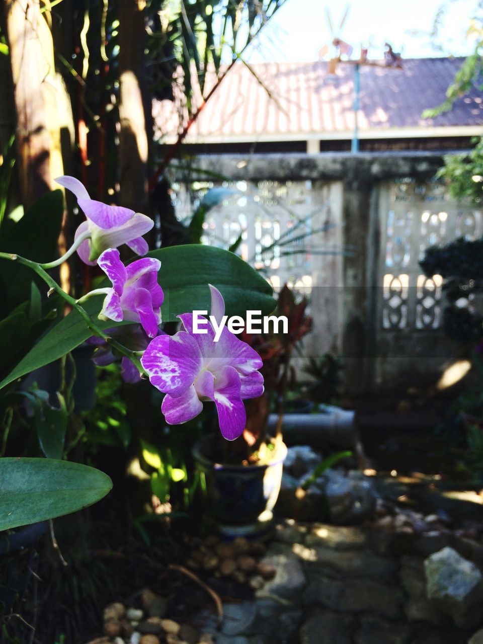 CLOSE-UP OF PURPLE FLOWERS BLOOMING OUTDOORS