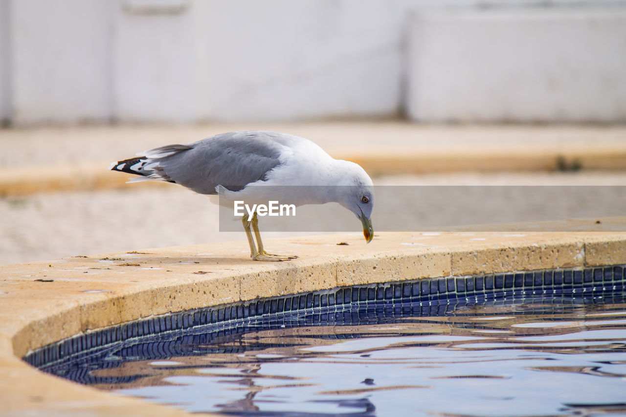 Side view of seagull perching on poolside