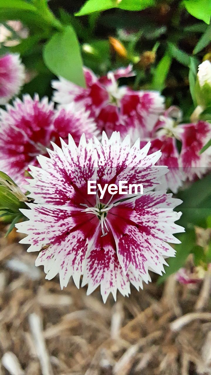 Close-up of pink flowers