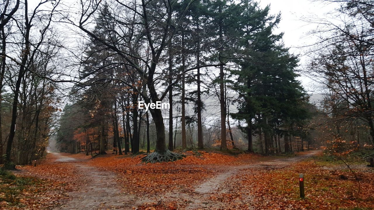 ROAD IN FOREST