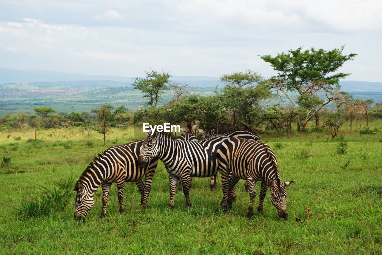 Safari in akagera national park rwanda africa