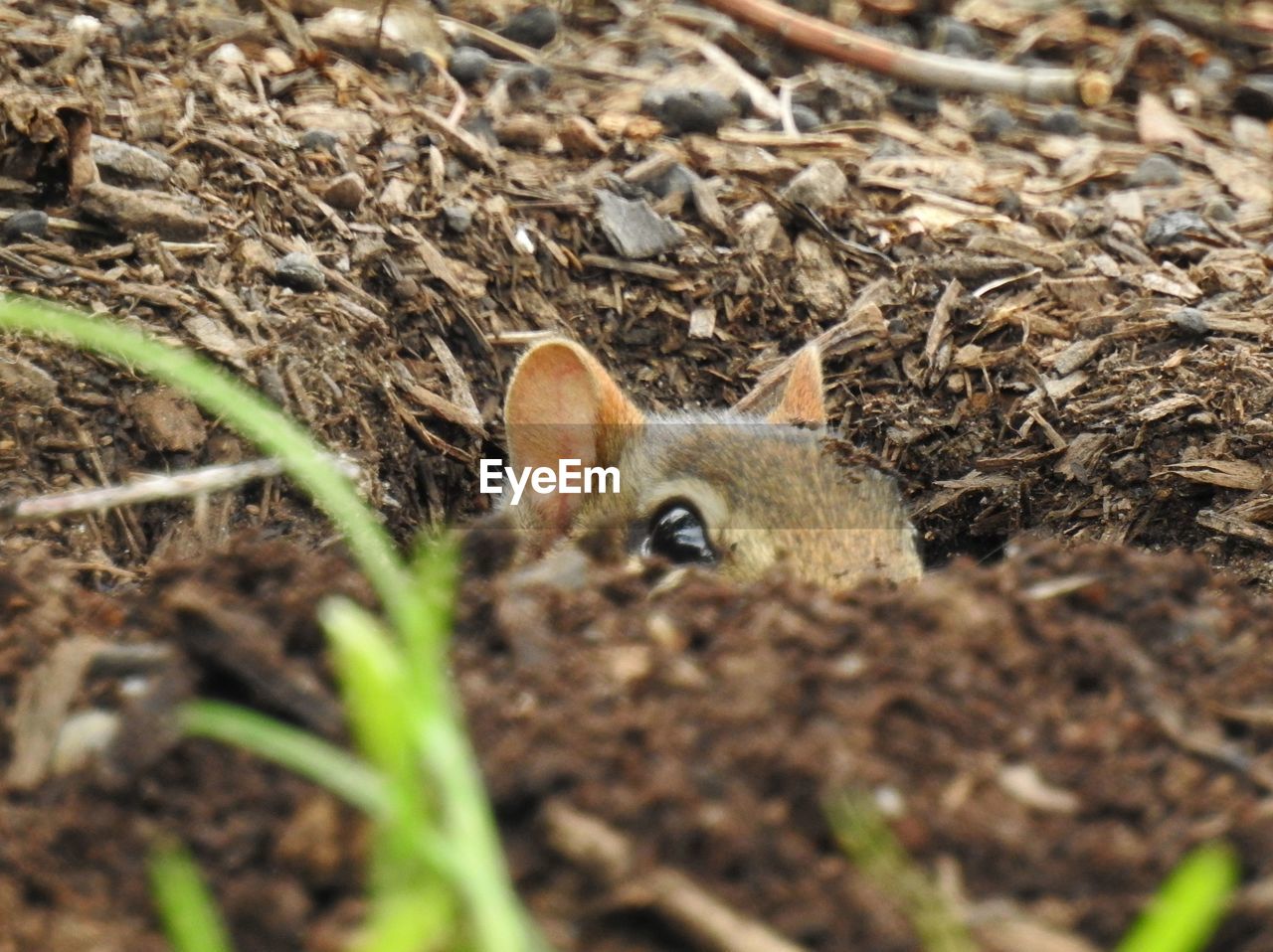 Chipmunk in burrow