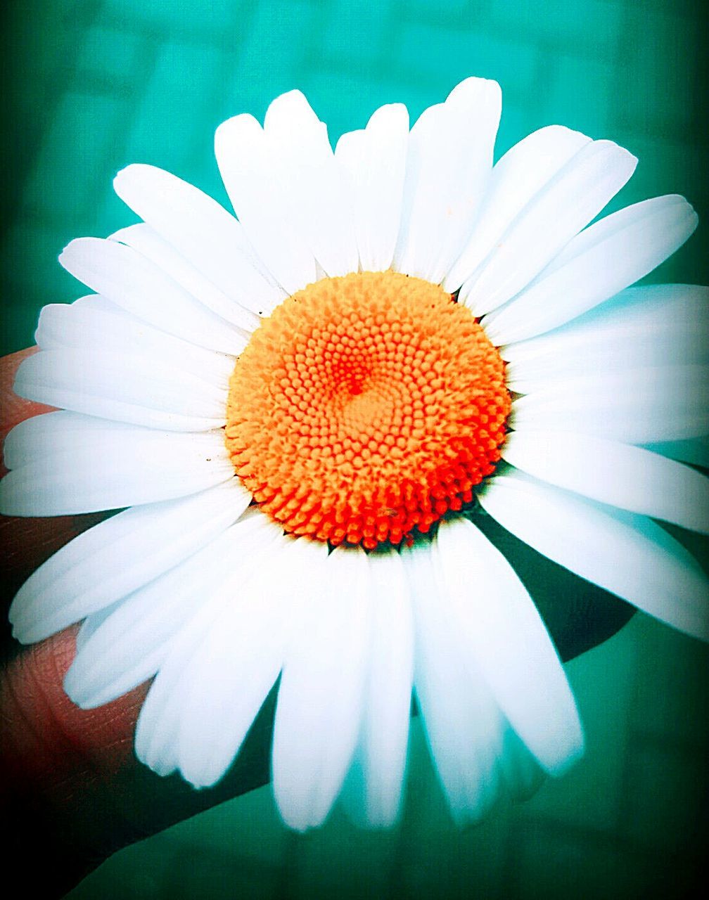 CLOSE-UP OF WHITE DAISY FLOWER