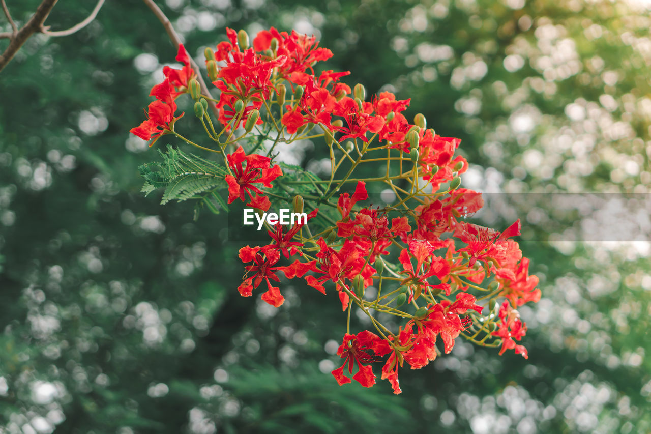 Close-up of red flowering plant