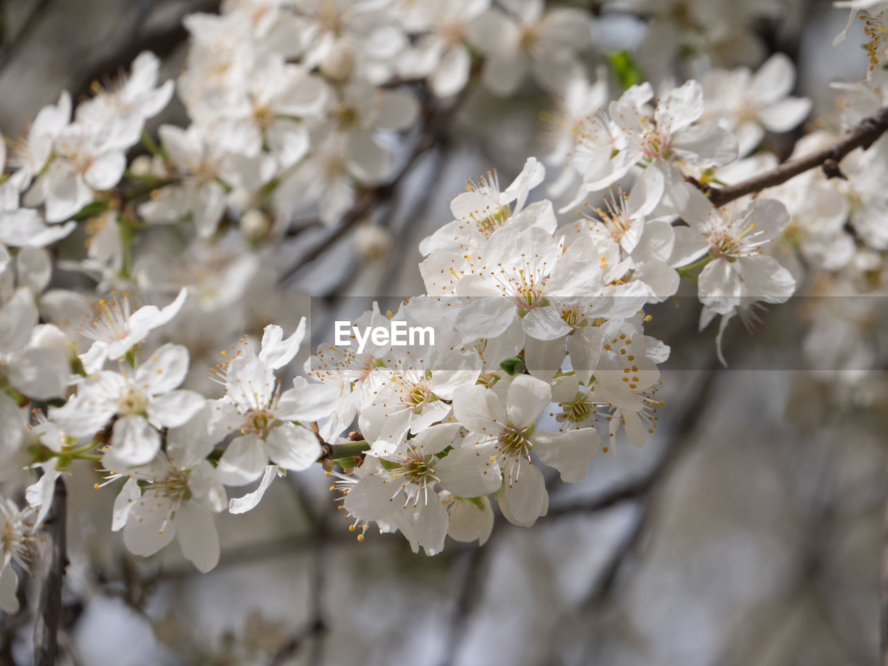 plant, flower, flowering plant, blossom, beauty in nature, freshness, fragility, tree, springtime, white, growth, branch, nature, spring, cherry blossom, close-up, food, produce, flower head, inflorescence, no people, focus on foreground, outdoors, botany, petal, twig, day, selective focus, macro photography, prunus spinosa, fruit tree, cherry tree, almond tree, pollen, food and drink, almond, agriculture