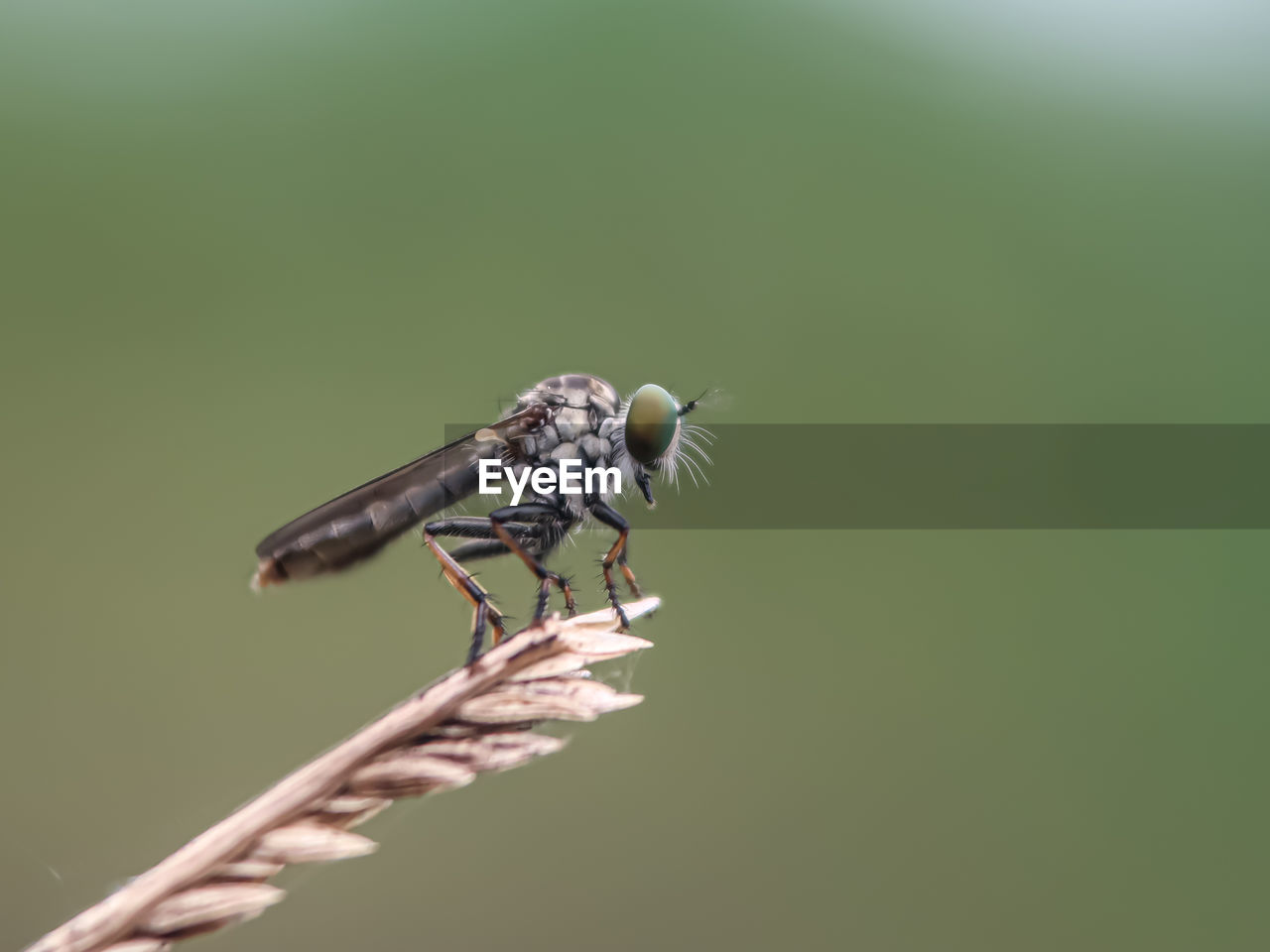 CLOSE-UP OF GRASSHOPPER