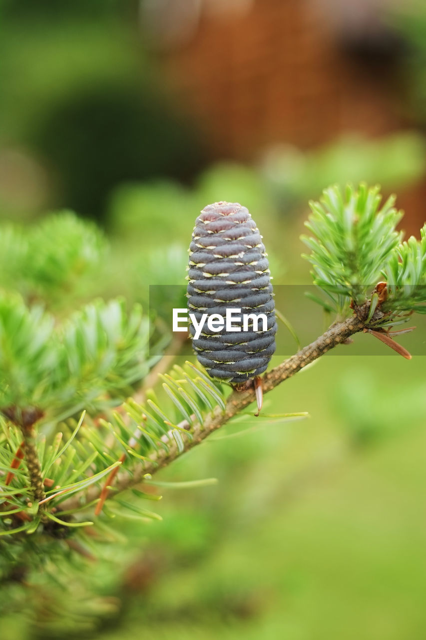 CLOSE-UP OF PINE CONES ON PLANT