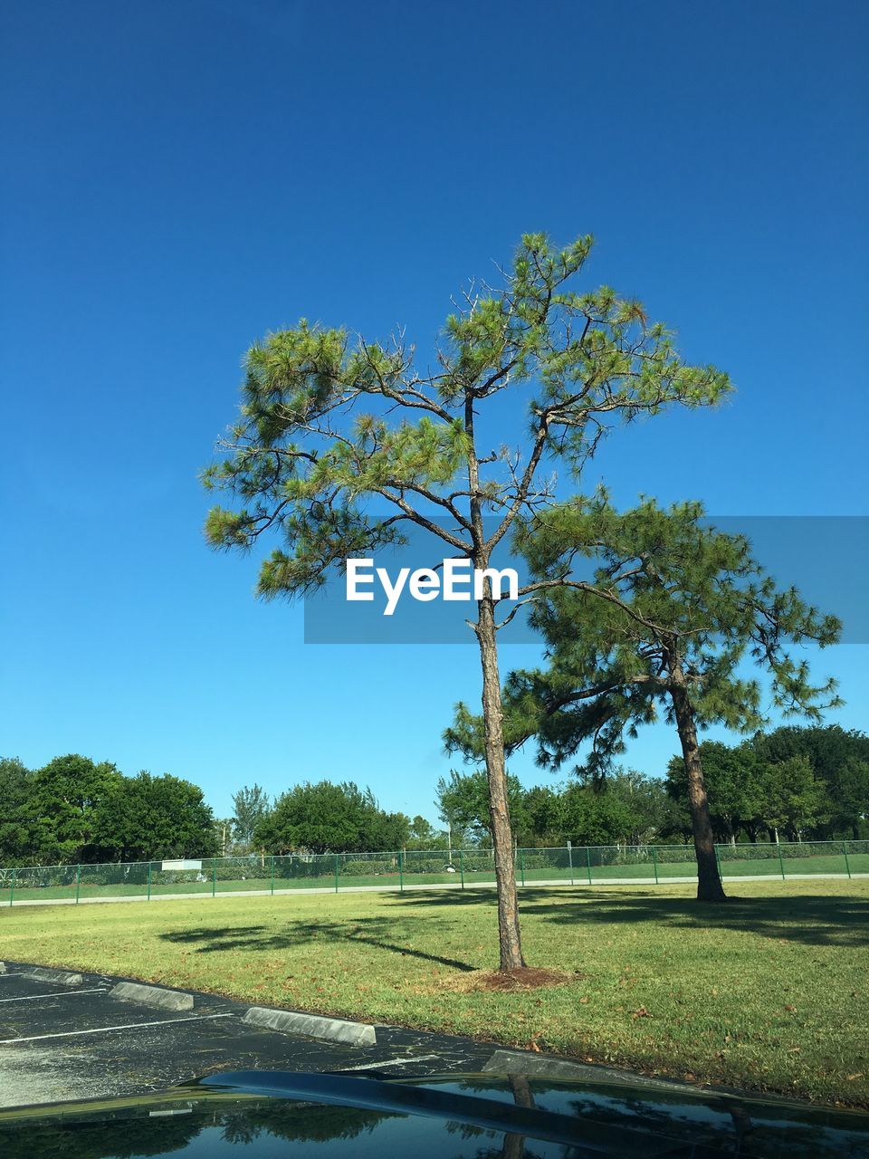 TREES ON GRASSY FIELD AGAINST BLUE SKY