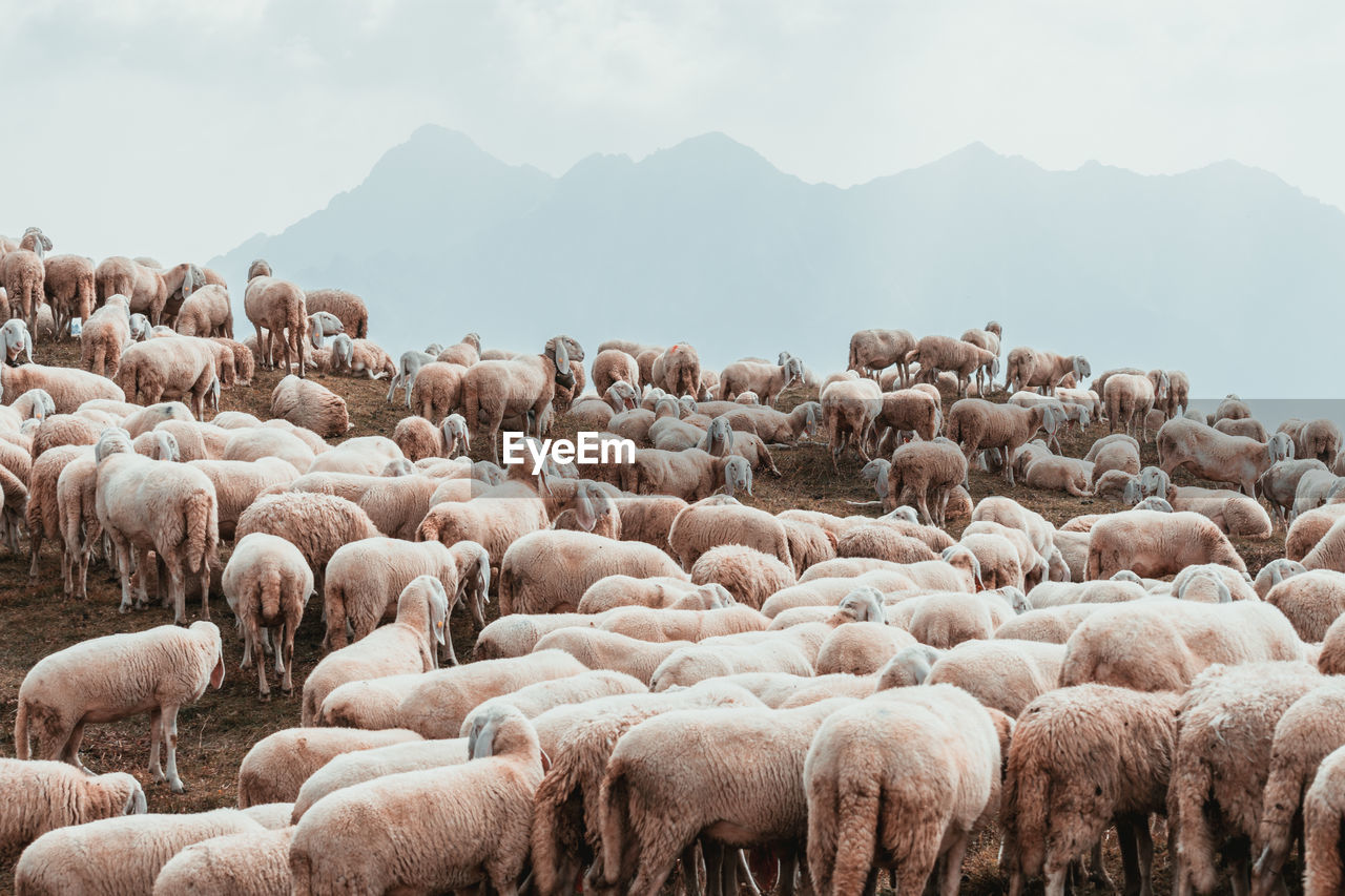 A herd of white sheeps eating grass on the top of a mountain 3