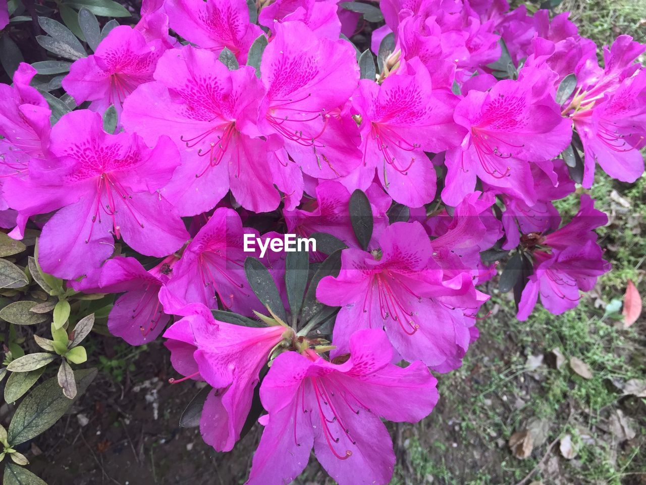 CLOSE-UP OF PINK FLOWERS BLOOMING