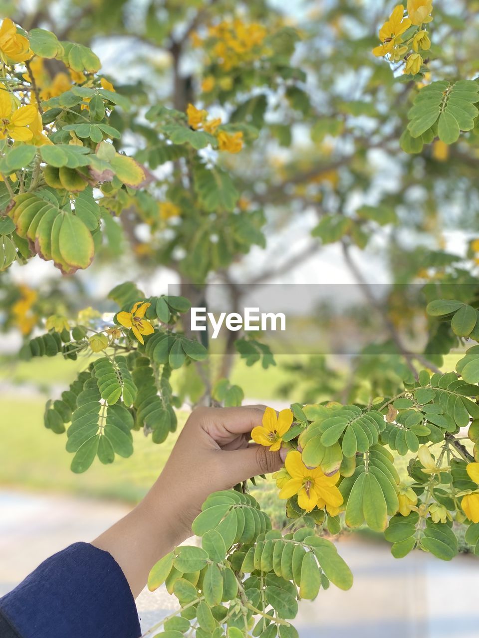 cropped hand of man holding plant