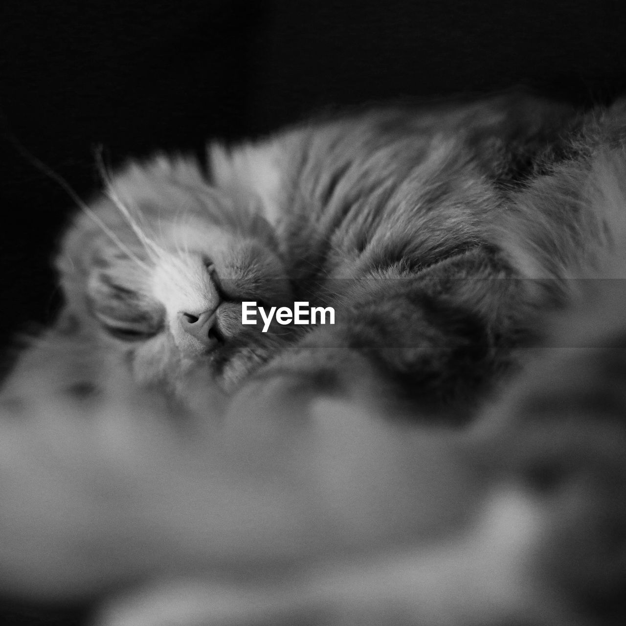 CLOSE-UP OF A CAT SLEEPING ON BED