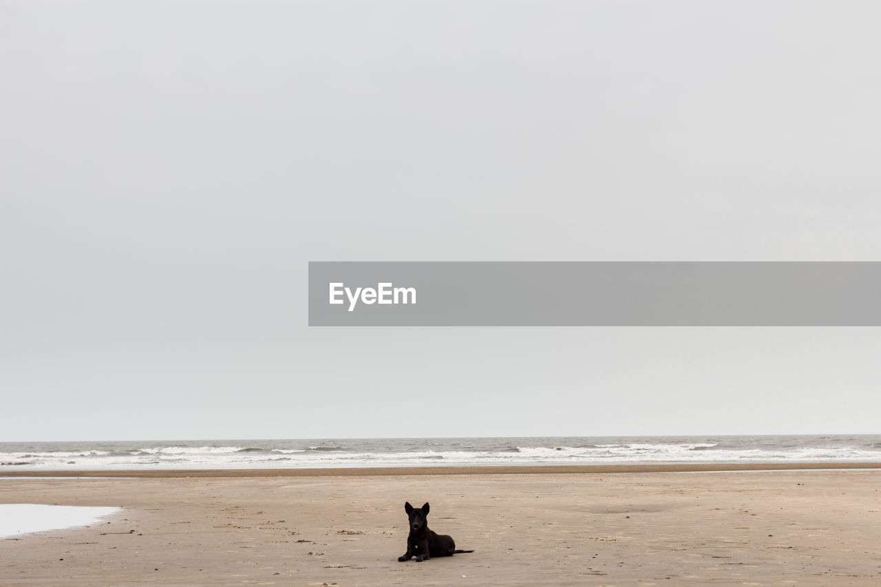 Doggo on beach against clear sky