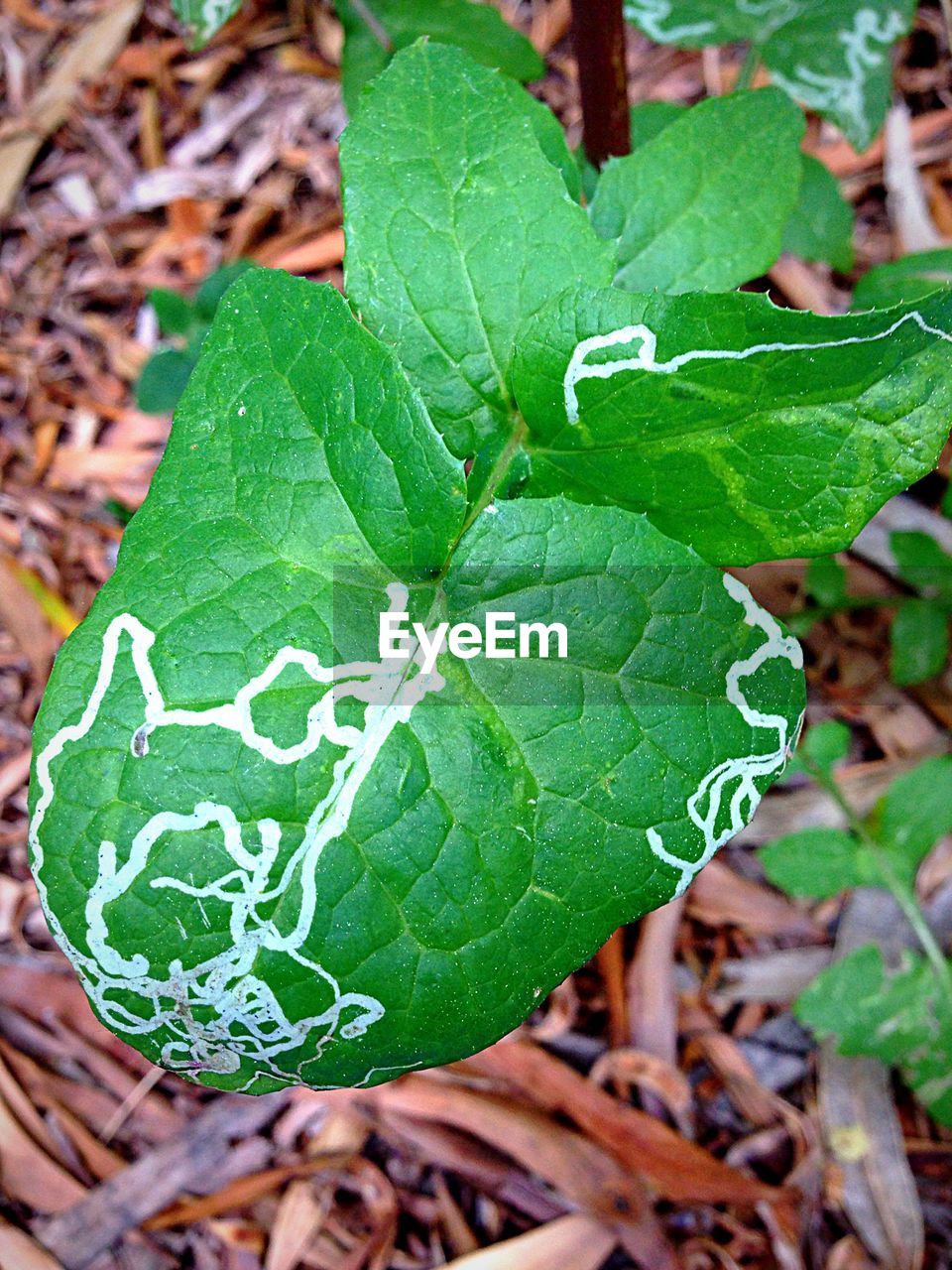 CLOSE-UP OF LEAVES ON PLANT