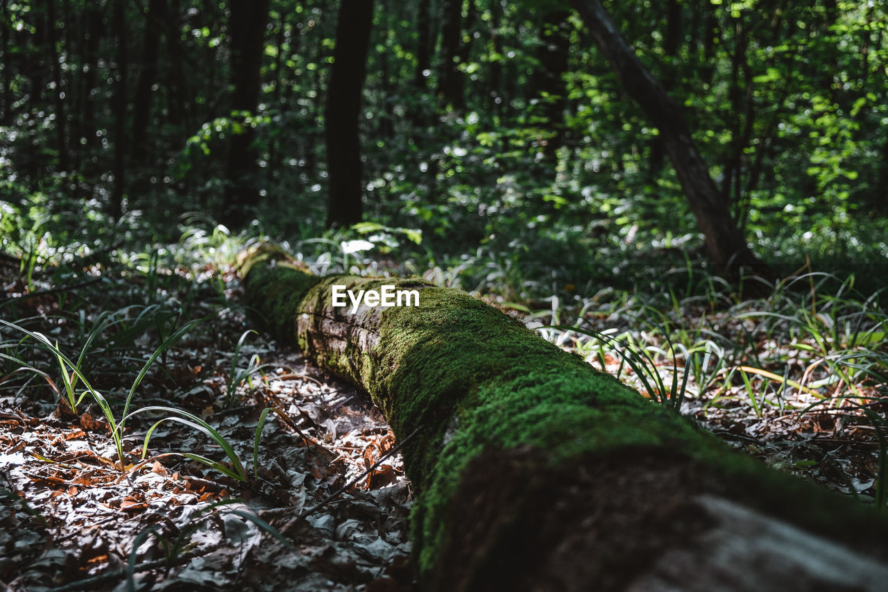 A trunk fallen in the forest overgrown with moss. outdoor recreation concept.