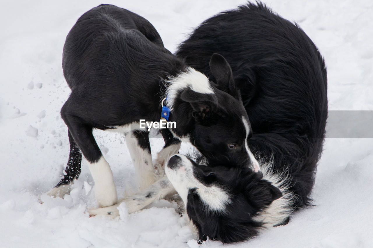 TWO DOGS ON A SNOW