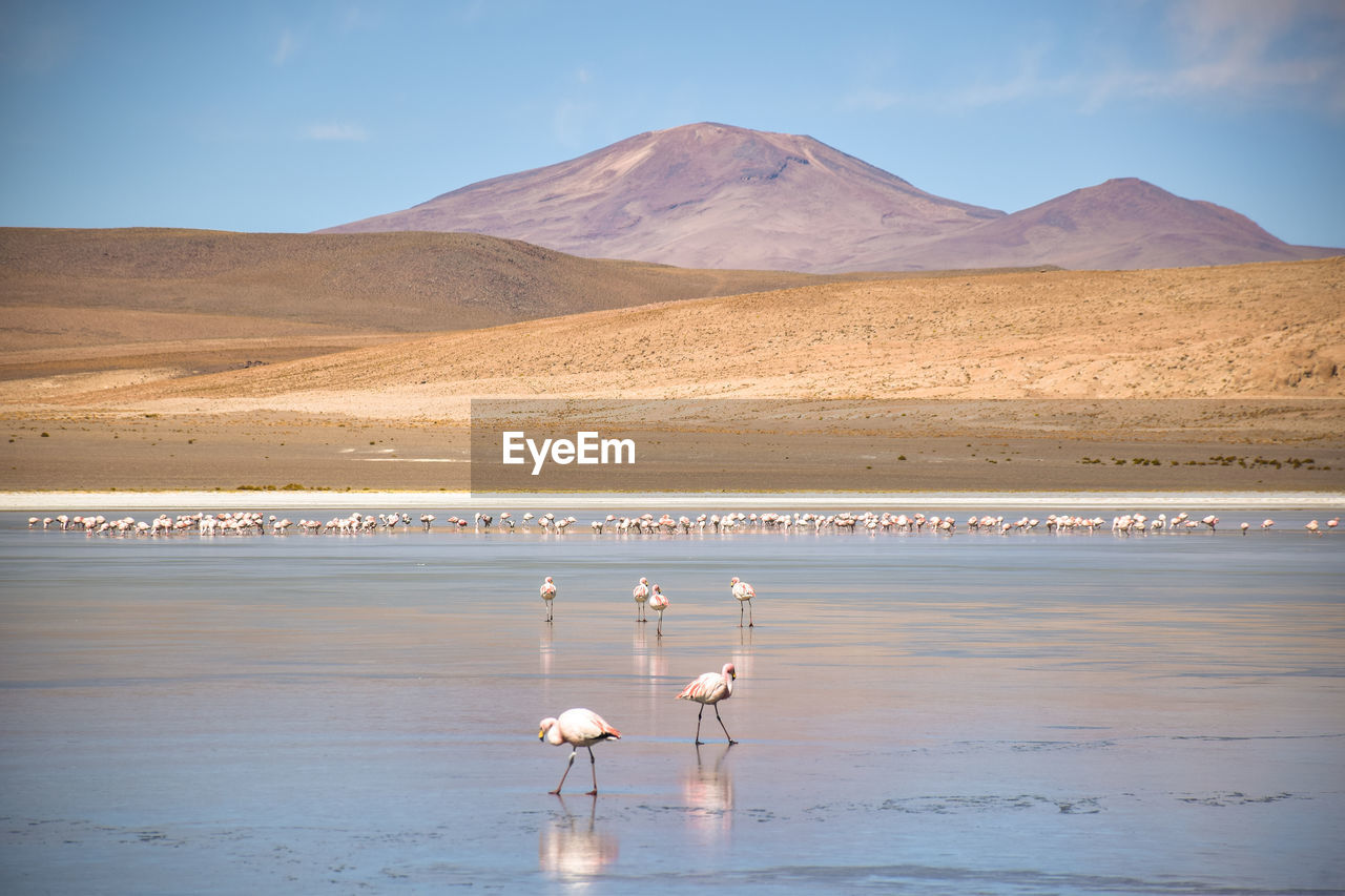 Flamingos walking through shallow lake on bolivian altiplano