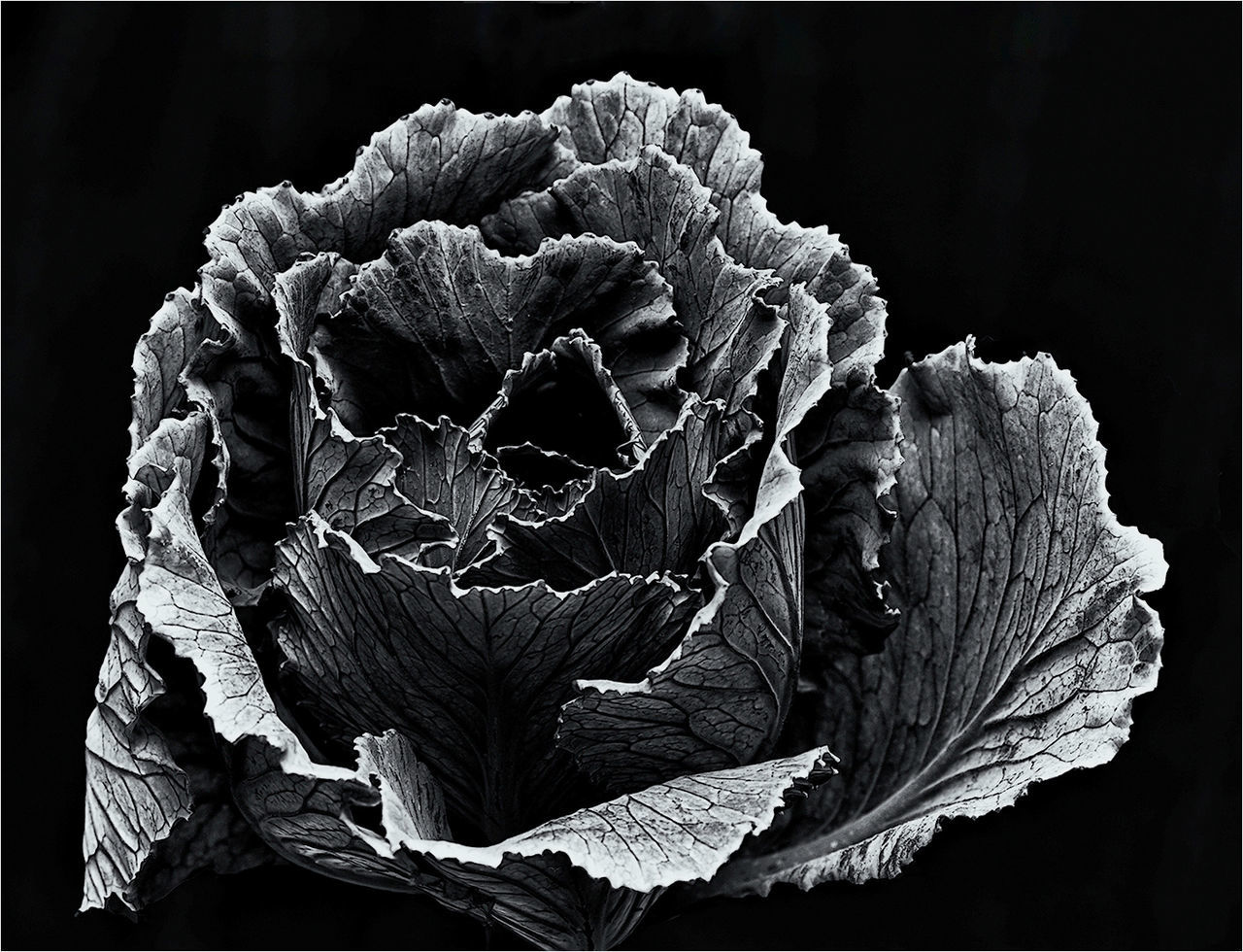 CLOSE UP OF FLOWER