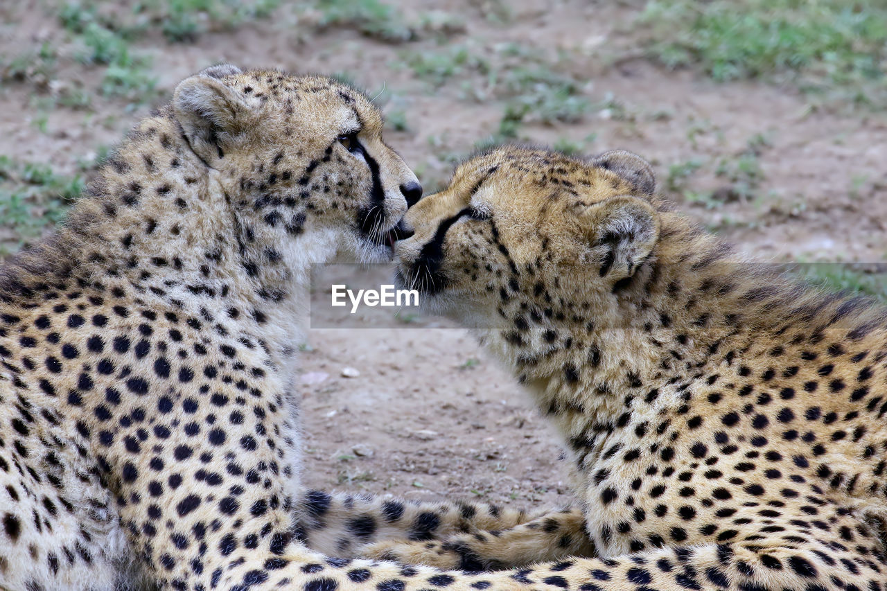 Close-up of cheetah on ground