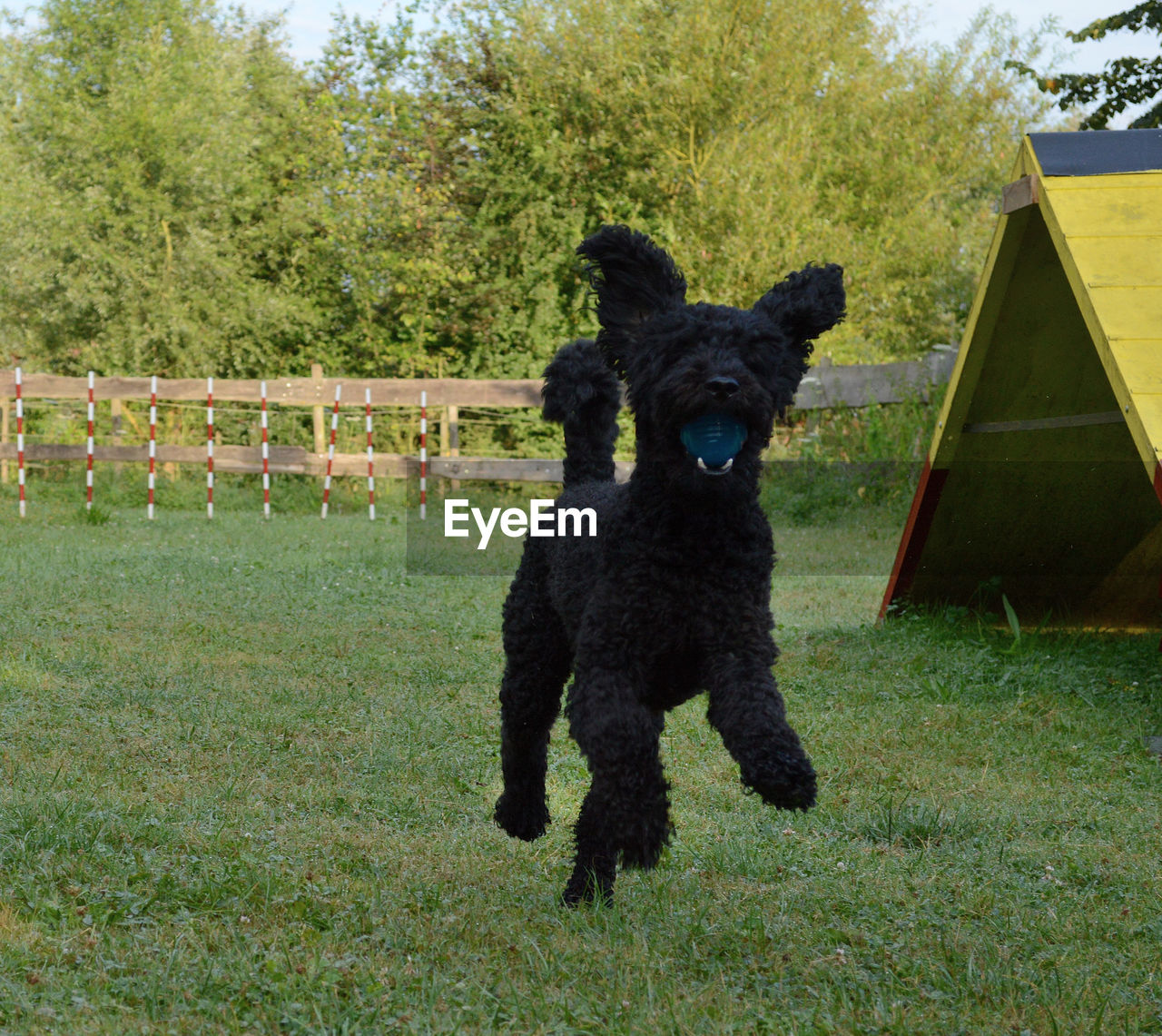 DOG STANDING ON GRASSY FIELD