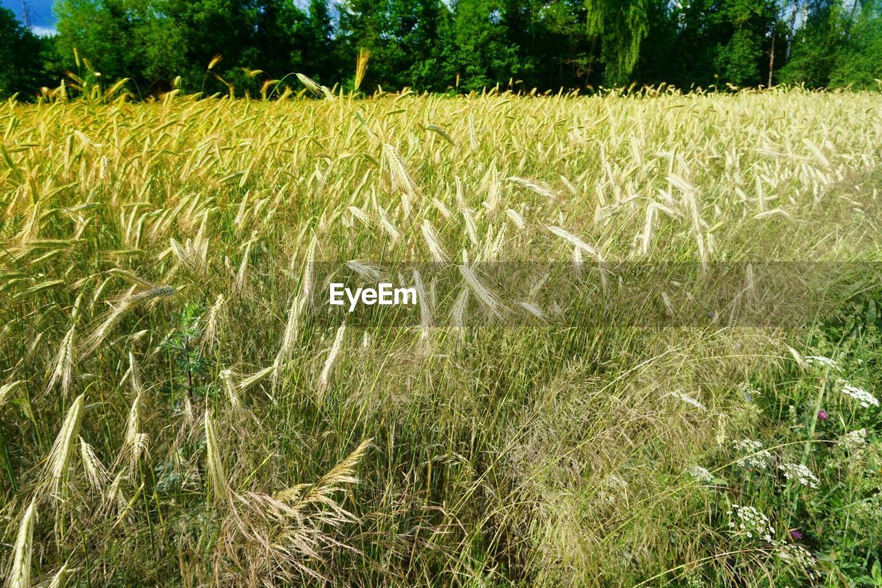 SCENIC VIEW OF FARM
