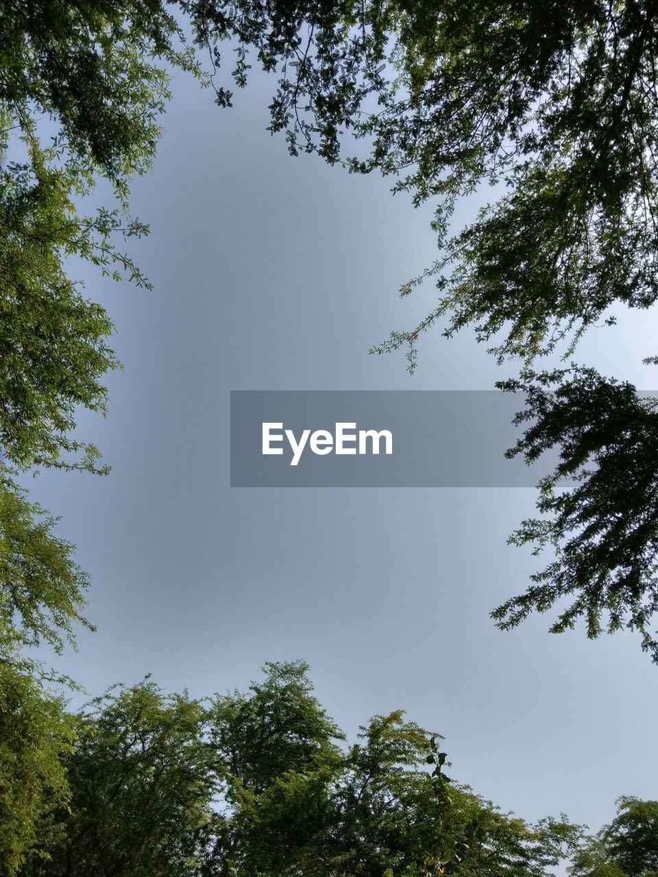 LOW ANGLE VIEW OF TREES AGAINST THE SKY