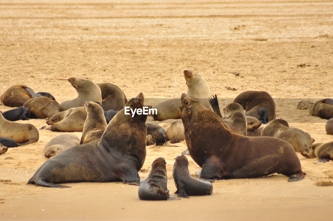 Seals resting at namib desert