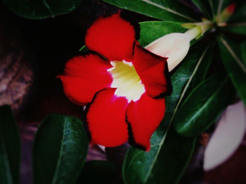 CLOSE-UP OF RED ROSE