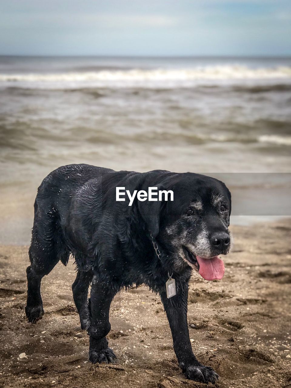 BLACK DOG STANDING ON BEACH