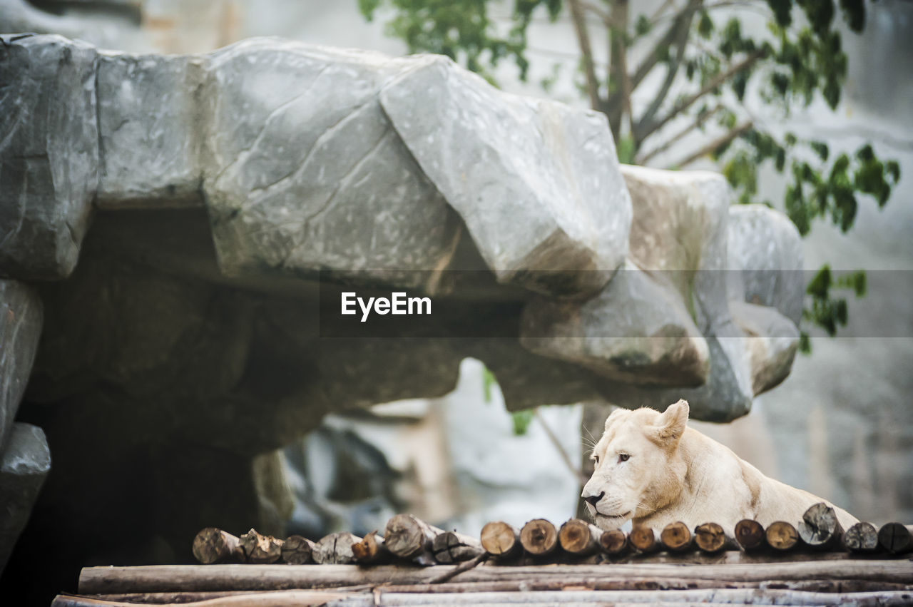 White lion sitting by cave at zoo