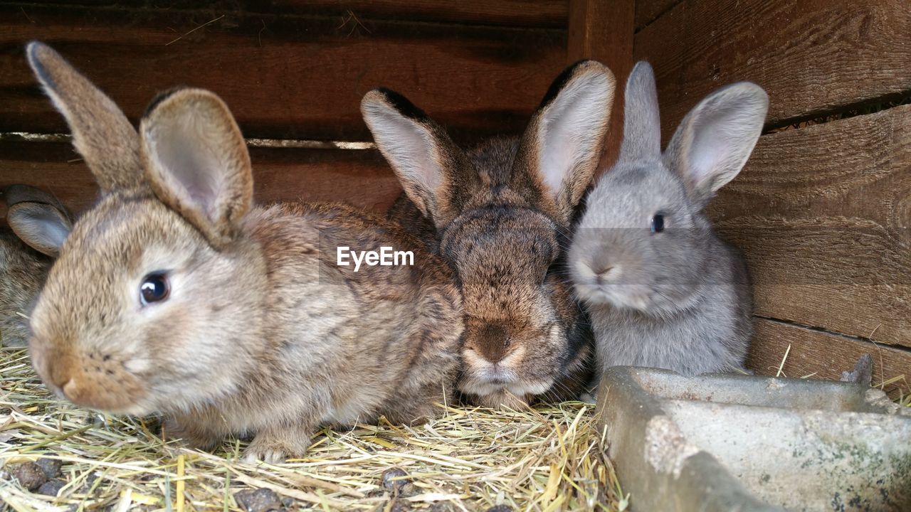 Close-up of bunnies