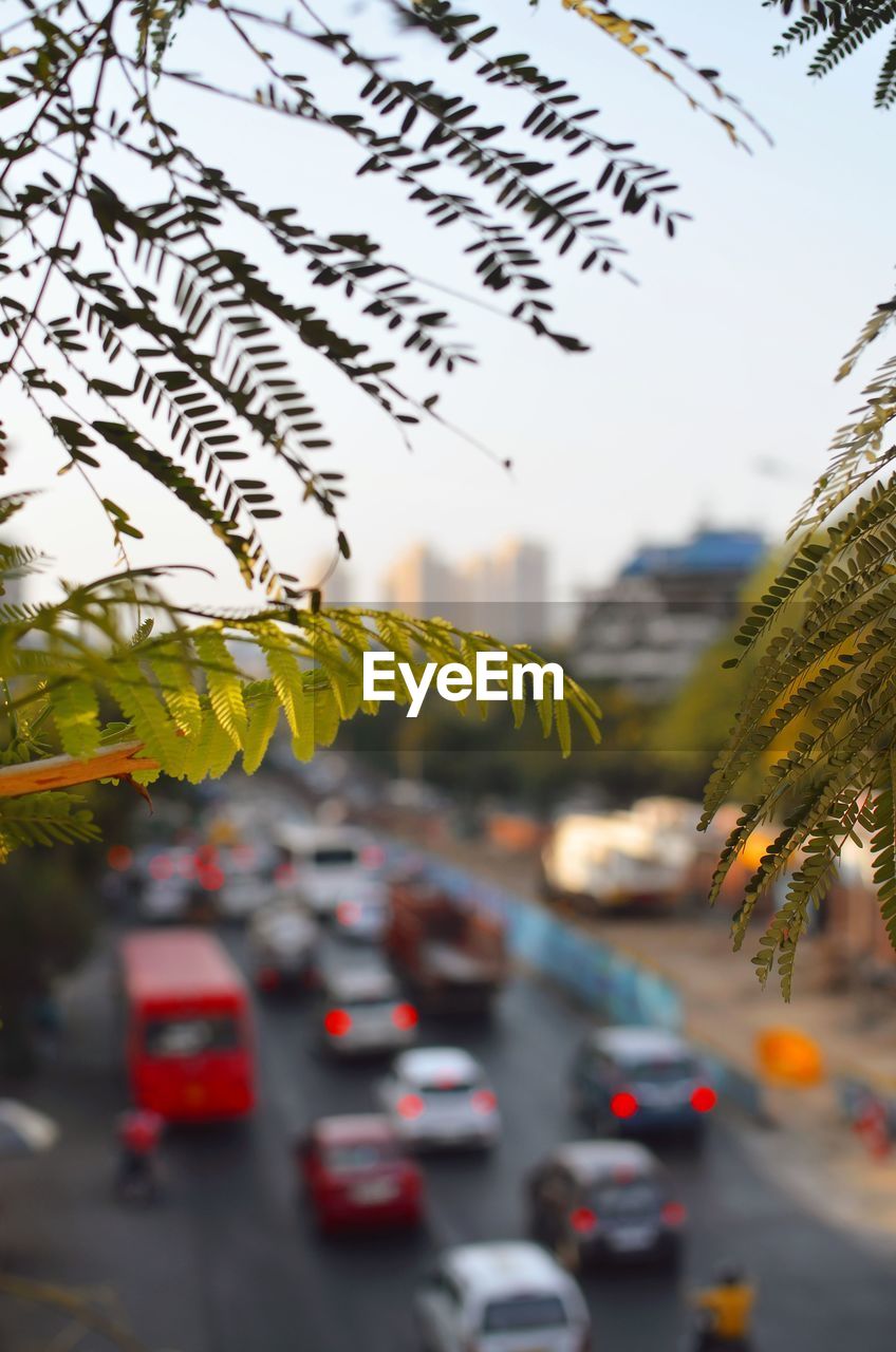 CLOSE-UP OF PLANT ON ROAD